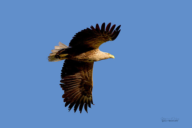 White-tailed-Eagle (Haliaeetus albicilla)adult flight_9951