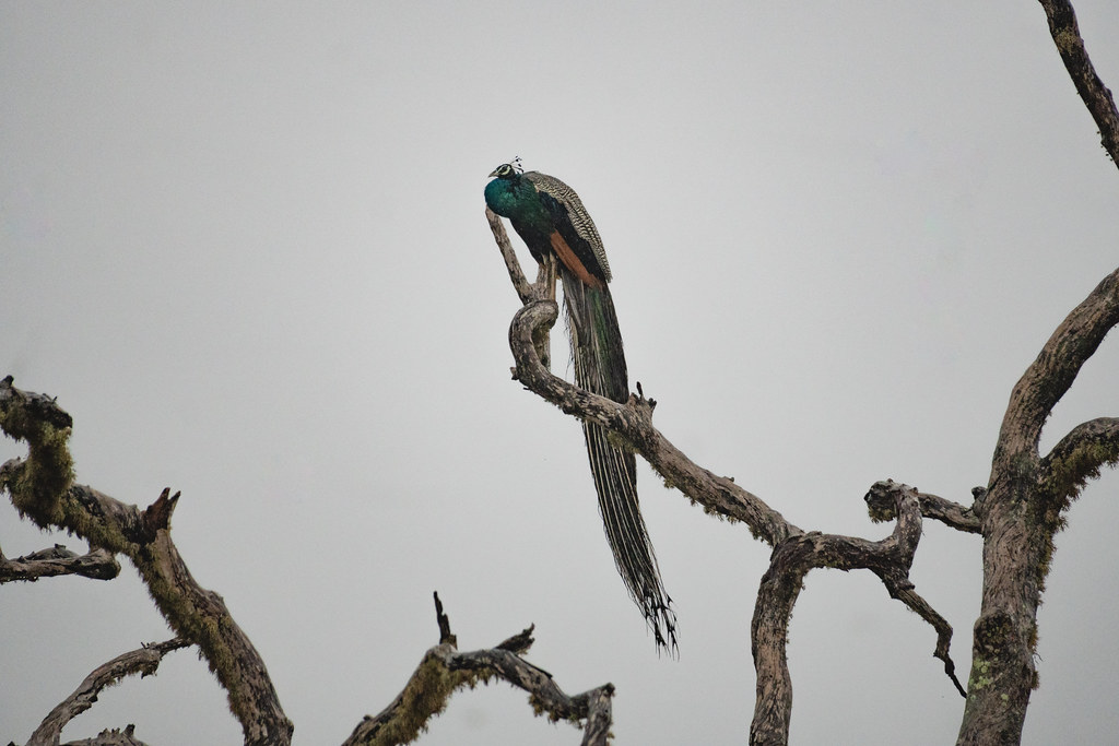 Peacock at Yala National Park in Sri Lanka
