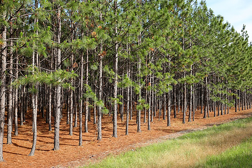 Loblolly pine trees