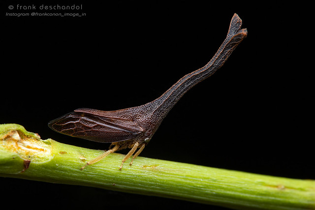 Funkhouserella sp. - Sierra Madre, Dingalan, Aurora, E. Luzon, Philippines IMG_9027