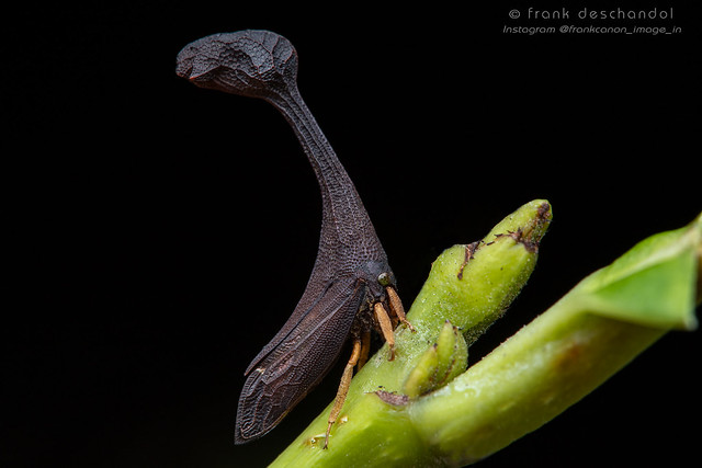 Funkhouserella sp. (binodis?) - Sierra Madre, Dingalan, Aurora, E. Luzon, Philippines IMG_9014