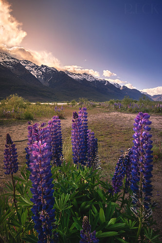 Glenorchy Lupin Sunset - New Zealand by Russell Eck, A beautiful sunset out near the Wharf Shed and Lake Wakatipu in Glenorchy, New Zealand.
Photo by Ru