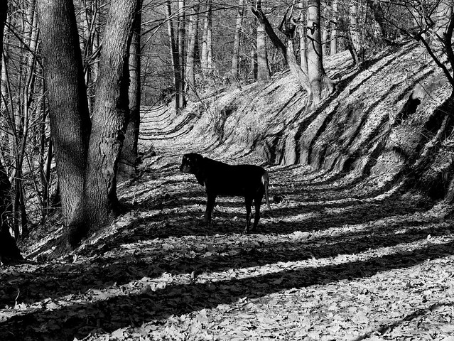 kopó fekete-fehérben / hound in black and white