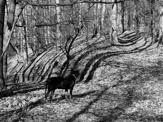 erdei árnyak / shadows in the forest