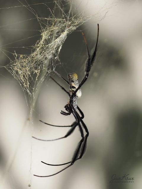 Black-Legged Orb-Web Spider