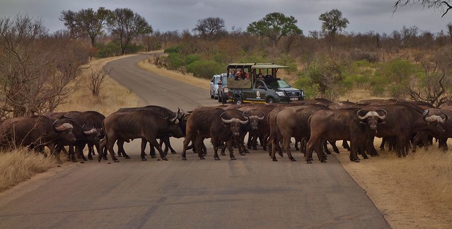 SÜDAFRIKA( South-Africa), Im Kruger-Nationalpark. Büffelherde (serie), Vorfahrt, 22029