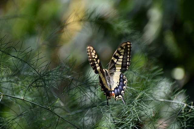 Cretan butterfly