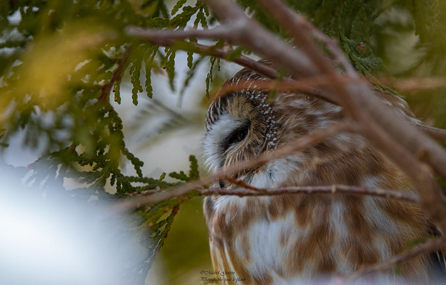 Petite Nyctale - Aegolius acadicu -  Northern Saw-whet Owl
