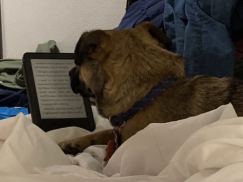 Puppey reads his Kindle