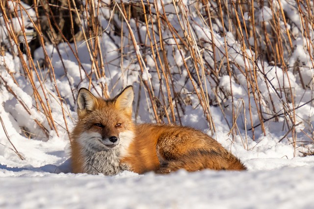Red Fox Relaxing
