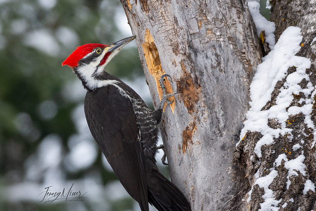 Male Pileated 1
