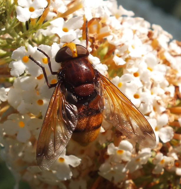 Hornet mimic hoverfly (Volucella zonaria) female