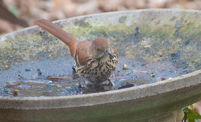 Inquisitive Brown Thrasher
