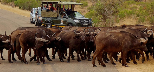 SÜDAFRIKA( South-Africa), Im Kruger-Nationalpark. Büffelherde (serie), Vorfahrt,wird mürrisch erzwungen,  22031