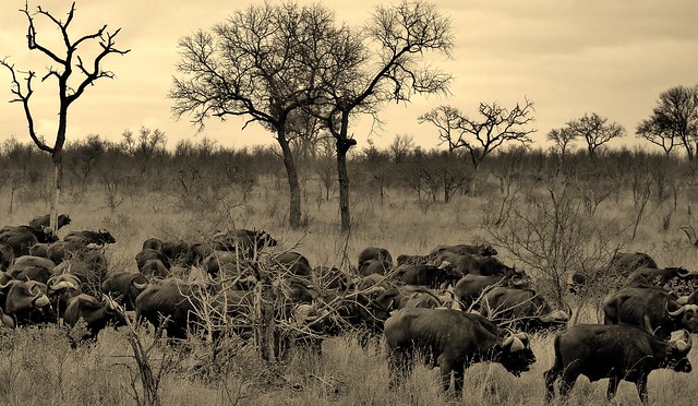 SÜDAFRIKA( South-Africa), Im Kruger-Nationalpark. Büffelherde (serie), 22027