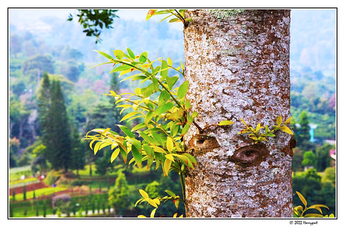 young leaves ... by harrypwt, alingson sunset hill, puncak, west java, indonesia.harrypwt 5dmarkii 24105 indonesia visitindonesia 