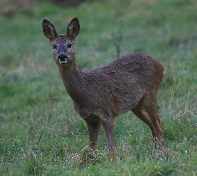 Young Roe Doe - Mill Lane