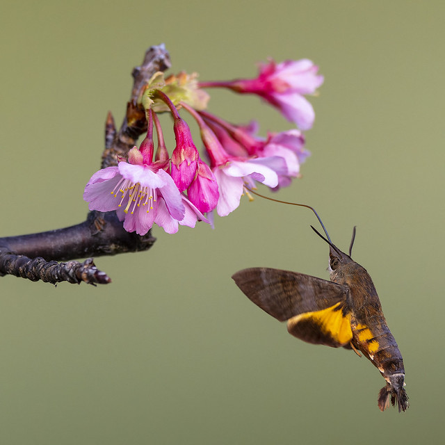 Hummingbird moth and Sakura.  Macroglossum stellatarum