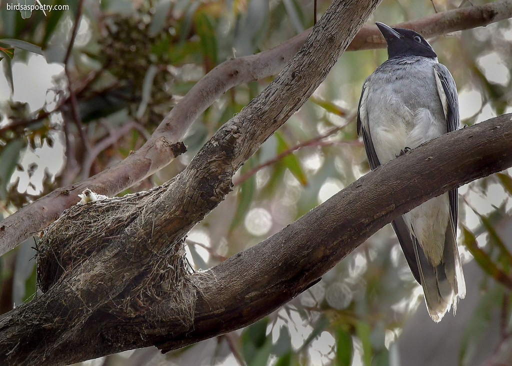 Black-faced Cuckooshrike: The News Is Out
