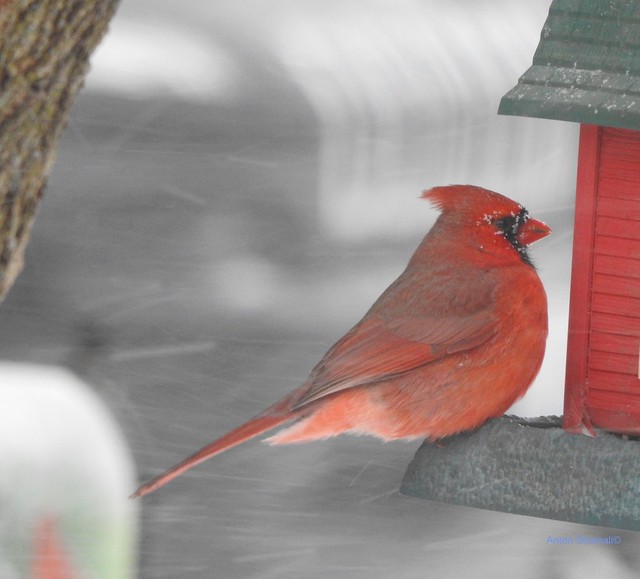 Male Cardinal in the snow