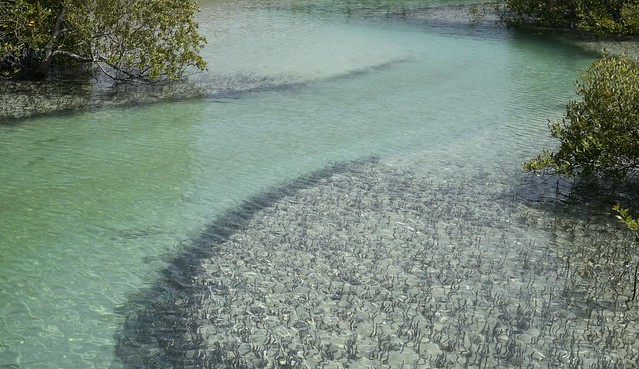 Graue Mangroven (Avicennia marina) mit Pneumatophoren; Mangrove National Park, Abu Dhabi (48)
