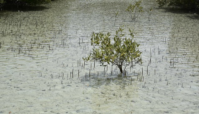 Graue Mangroven (Avicennia marina) mit Pneumatophoren; Mangrove National Park, Abu Dhabi (37)