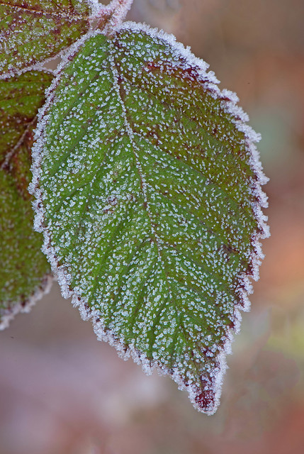 Blackberry leaf with frost