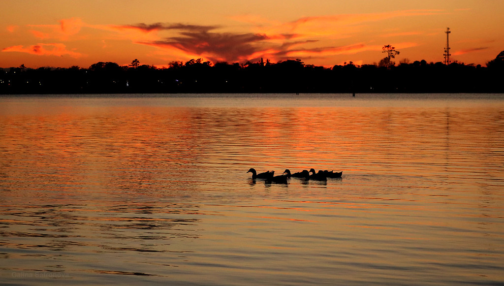 ducks, sunset OB