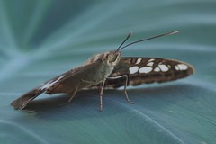 Clipper Butterfly - Parthenos sylvia