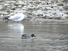 2023_Wasservögel in der Konstanzer Bucht