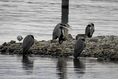 2023_Wasservögel in der Konstanzer Bucht