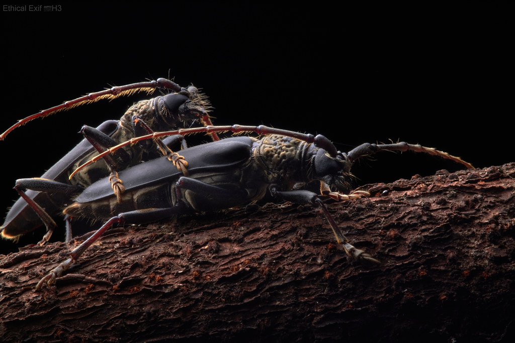 Mating longhorn beetles (Prionidae)