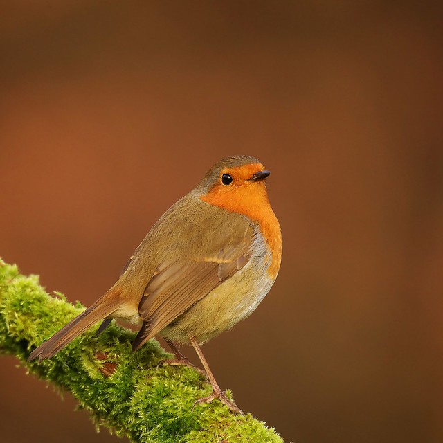 Robin,UK.