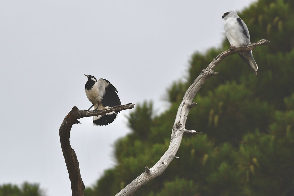 Magpie-lark and Black-shouldered Kite
