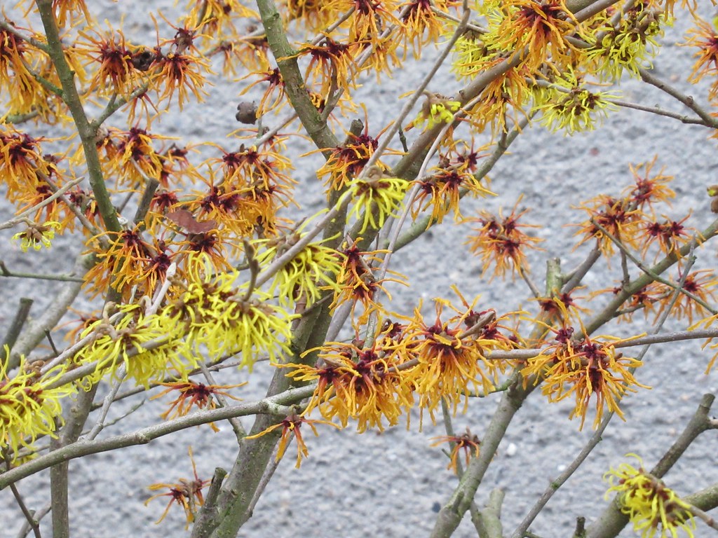 verschiedenfarbige Blüten an einem Strauch | Zaubernuss (unb… | Flickr