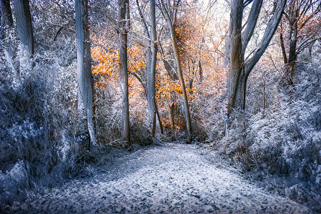 Winterwald / Winter Forest ( Explore ⭐ January 27,  2023 )