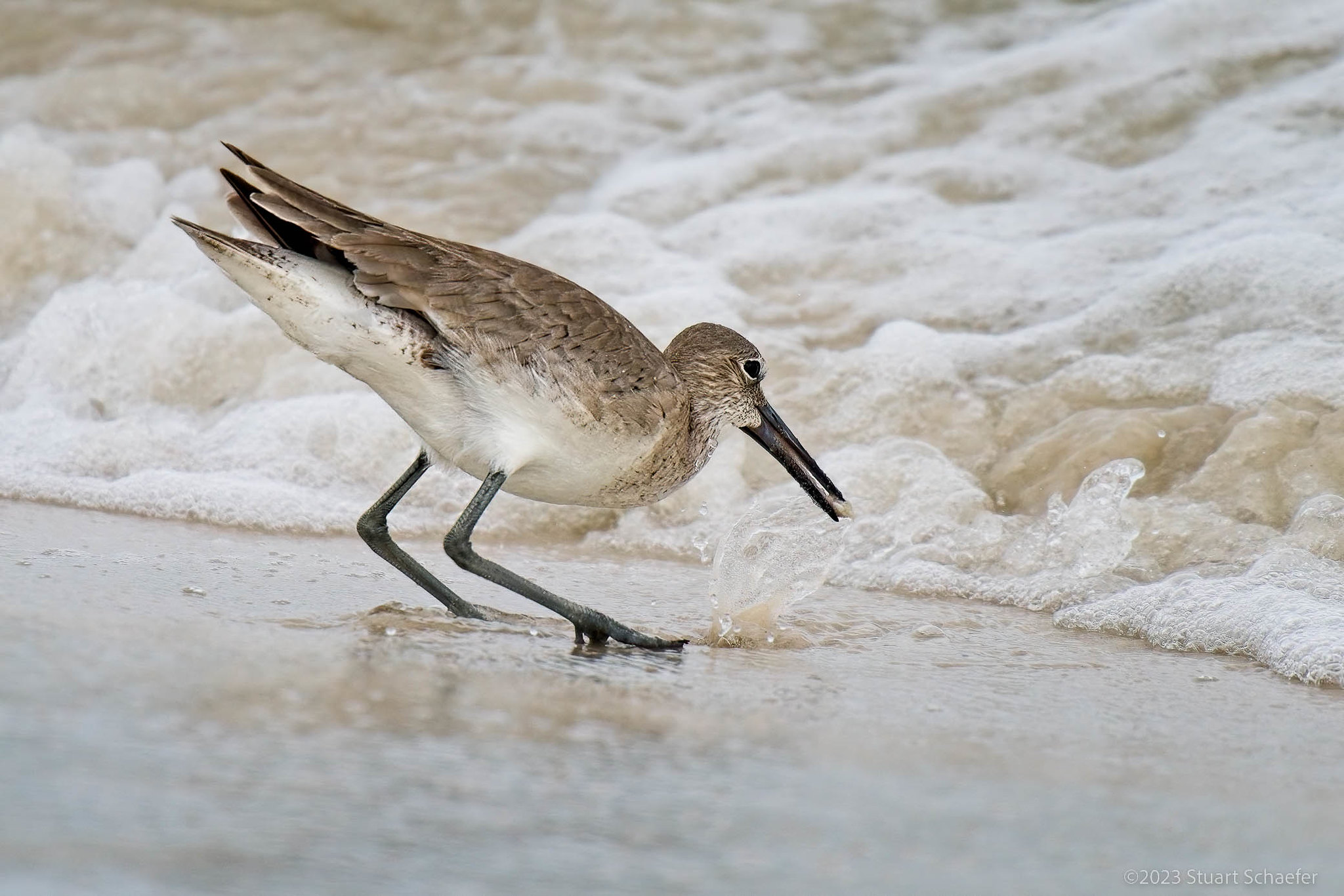 Willet Snacking Time
