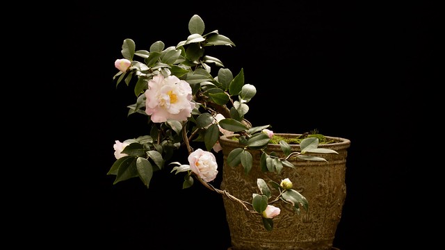 Camellia Bonsai