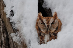 Screech owl not impressed with the snow dump this week. ud83dude02ud83dude02. I am no either. Lol