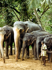 715 Dehiwala Zoo, Colombo, July 83