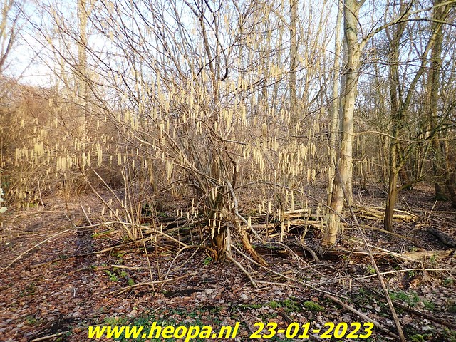 2023-01-23      Heopa wandeld  in Almere   (59)