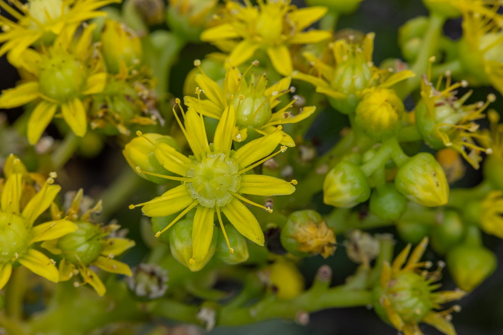 IMG_2079 Aeonium arboreum subsp.holochrysum bejeque arbóre… | Flickr