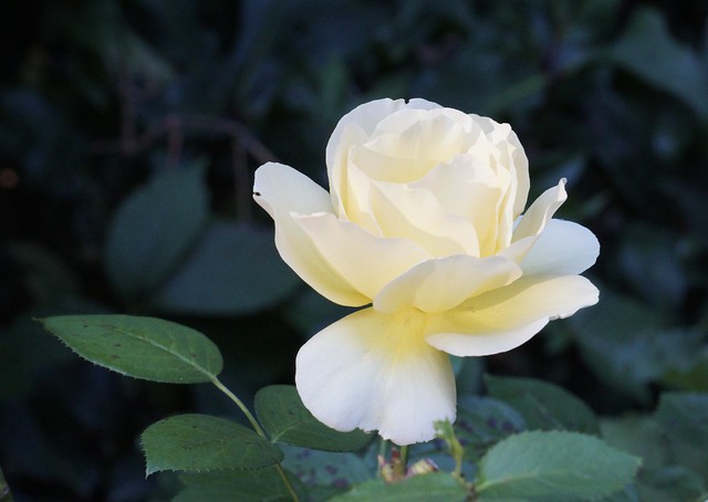 A white rose at the back gate in the #livingthedreamgarden