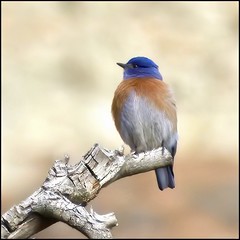 Western Bluebird in Winter