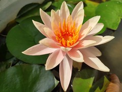Orange lotus 