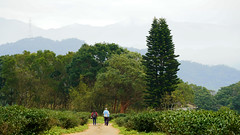Take a stroll in a beautiful tea plantation