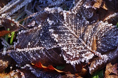 Ice crystals on winter leaves