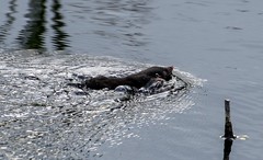 Mole taking a swim