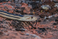 Great Basin Gopher Snake in the Utah Mojave.