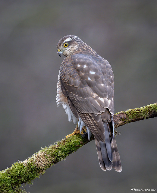 Female Sparrowhawk.